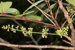 Poison sumac